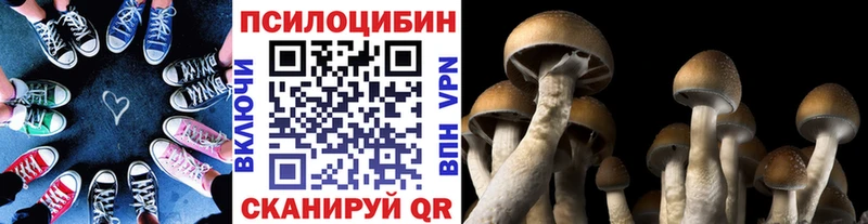 Псилоцибиновые грибы Psilocybe  Купить закладки  Руза 